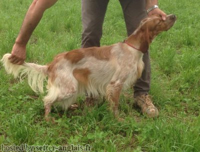 Setter Anglais MARZALE'S ISOLDE